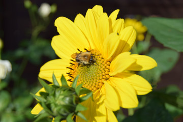 Insekten