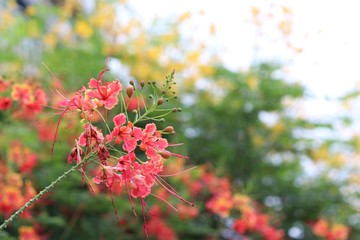 Barbados Pride pink color freshness on tree beautiful flowers