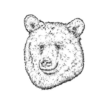 A beautiful bear. Vector illustration. Wild animal.
