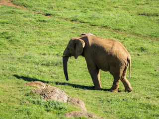 Fototapeta na wymiar Elefante salvaje