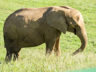 Fototapeta premium Elefante salvaje