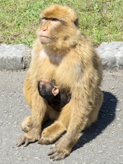 Mono de Gibraltar con su bebé
