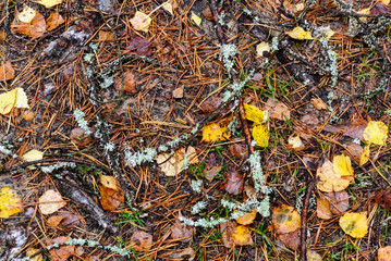 Forest ground covered with brown yellow eaves, needles  background