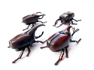 Dynastinae on white background