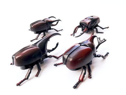 Dynastinae on white background