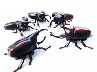 Dynastinae on white background