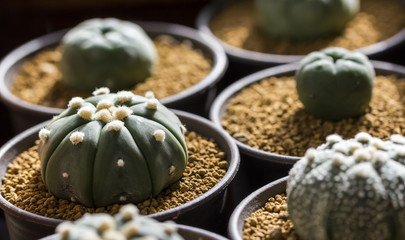 Astrophytum asterias cactus in pot