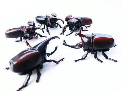Dynastinae on white background