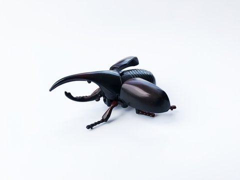 Dynastinae on white background