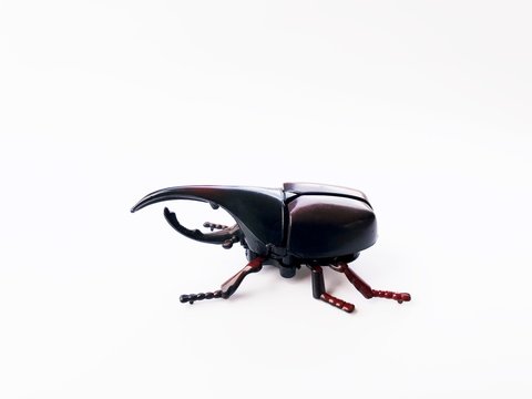 Dynastinae on white background