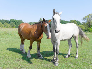 Obraz na płótnie Canvas two horses stand in a field