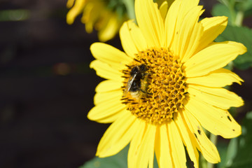 Insekten