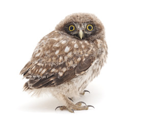 Little owl.