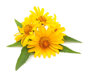 Search photos branch flowers