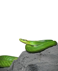 Red-Tailed Green Ratsnake Coiled on The Rock on White Background, Clipping Path