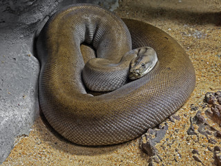 Patternless Green Burmese Python on Sand