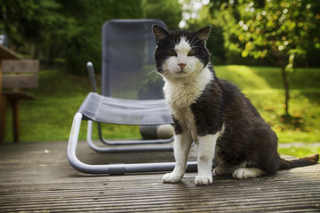 Katze im Sommergarten