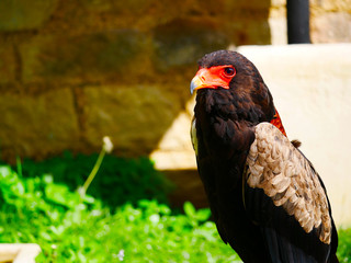 Aigle
