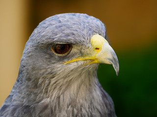 Aigle bleu