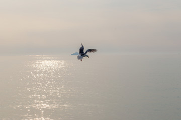 Möwe im Flug an der Ostsee