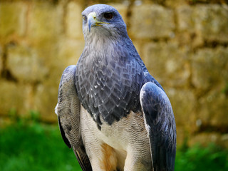 Aigle bleu