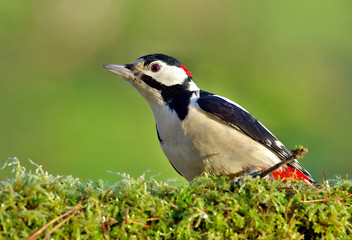 Great Spoted Woodpecker