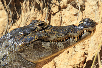 Close-up of a Spectacled Caiman (aka Common Caiman, White Caiman) in the Water. Rio Claro, Pantanal, Brazil