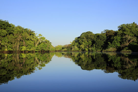 The Amazon Rainforest with Blue Sky and Mirror Reflections in the Water. Amazonas, Brazil