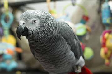 Afican grey parrot