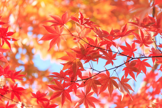 Autumn red maple leaves background