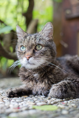 Hauskatze liegt im Sommer am Boden, Terrasse