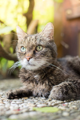 Hauskatze liegt im Sommer am Boden, Terrasse