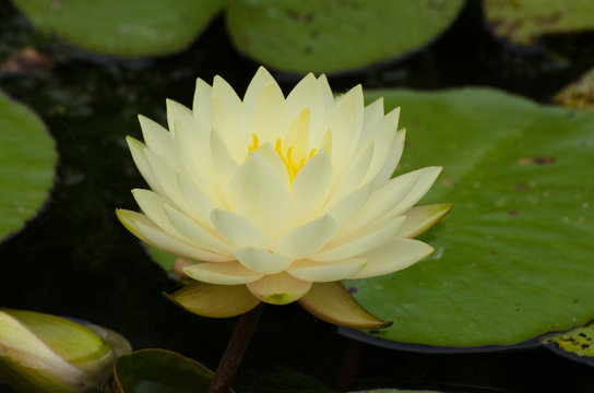 Large pale water lilly in pond