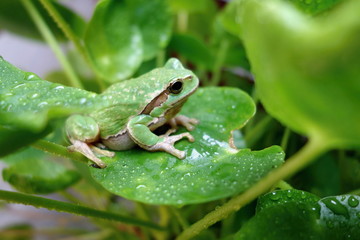 Nice green amphibian European tree frog, Hyla arborea, sitting on grass habitat. 