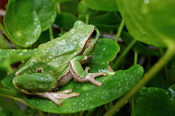 Nice green amphibian European tree frog, Hyla arborea, sitting on grass habitat. 