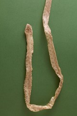 Naklejka premium pelle di serpente Colubro dopo la muta completa