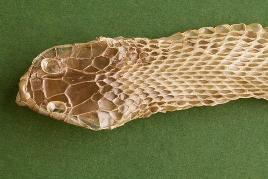 pelle di serpente Colubro dopo la muta completa