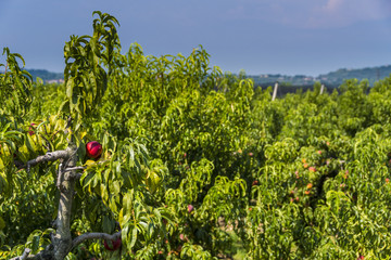 Valpolicella