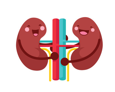 Kidney Clipart Images – Browse 1,572 Stock Photos, Vectors, and Video |  Adobe Stock