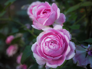 The fragrance of a pink rose in the summer garden. Growing roses in the open ground. Varietal roses.
