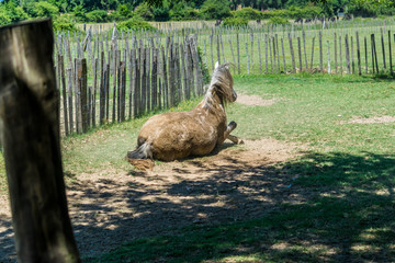 Cheval qui se roule dans l'herbe et la poussière.