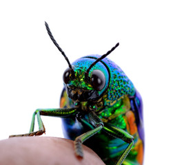 metallic wood-boring beetle isolated on white background.