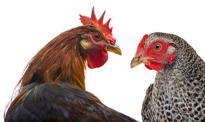 a rooster and a hen close up isolated on a white background