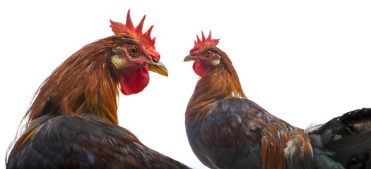 a rooster close up isolated on a white background