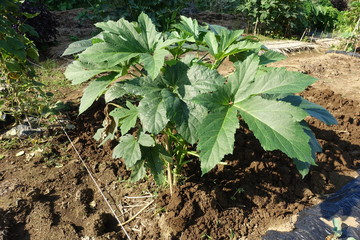 畑の野菜