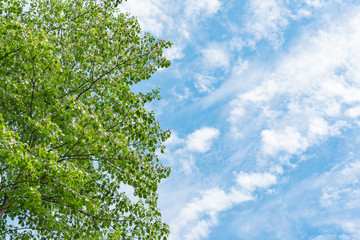 Fototapeta premium 空