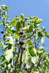 Blick von unten auf reifende Feigen an einem Baum