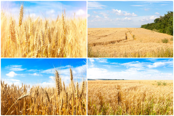 gold ripe wheat blue sky background. winter wheat field in sunlight closeup, shallow depth of...