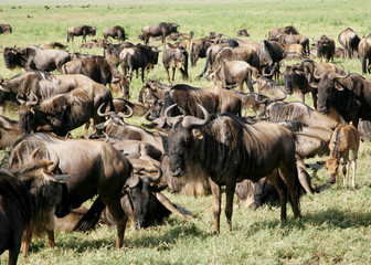 Wildebeest