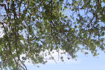 Beautiful tree on blue sky background.